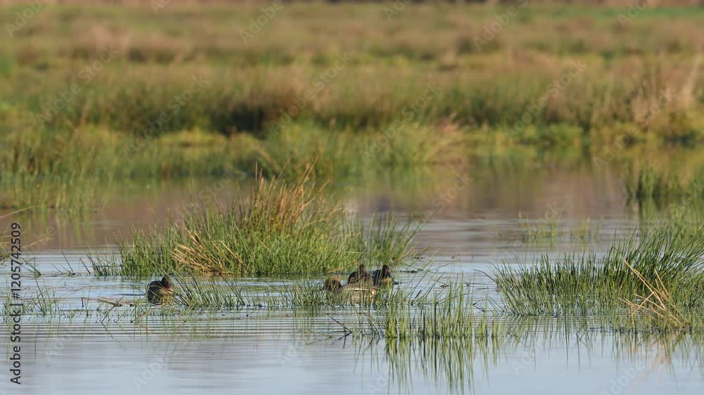 Eurasian Teal, Anas crecca, birds in spring courtship on marshes Eurasian Teal, Anas crecca, birds in spring courtship on marshes