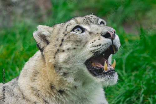 snow leopard, (Panthera uncia), portrait of his head, with his mouth open and looking up