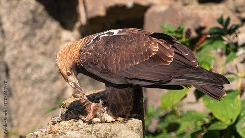 eastern imperial eagle, (Aquila heliaca), tearing apart its prey to eat it, on a rock photo