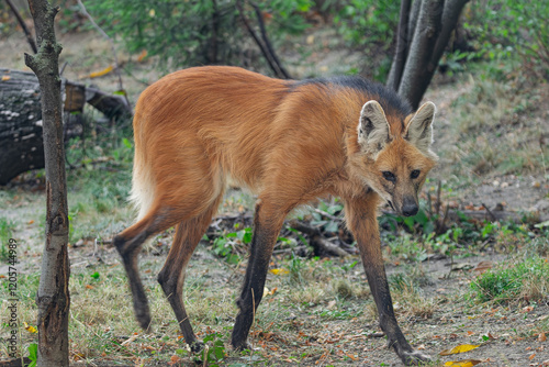 maned wolf, (Chrysocyon brachyurus), moving quickly through the forest photo