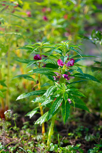 Green leaves with drops of dew in the morning. Nature background.
Garden Balsam plant in the garden.
