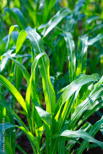 Green leaves of corn after rain in the vegetable garden. Natural background.