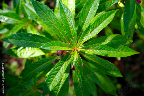 Green leaves with drops of dew in the morning. Nature background.
Garden Balsam plant in the garden.
