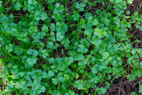 Coriander growing in the garden. Fresh parsley leaves.