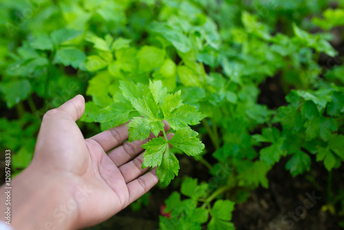 Celery in hand on a background of green leaves. Celery growing in the garden .