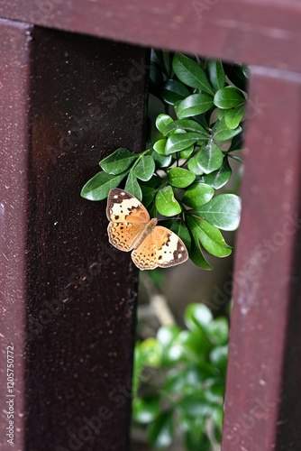 A beautiful Rustic (Cupha erymanthis) butterfly. photo