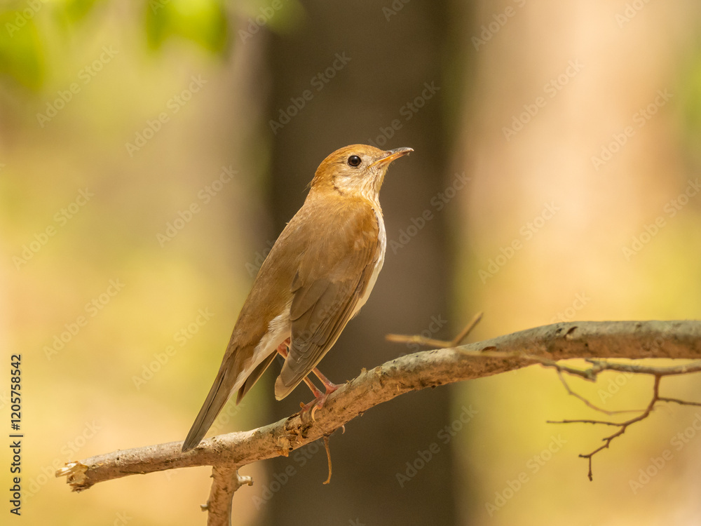 A Veery sitting up on a narrow branch in sun-dappled woodland