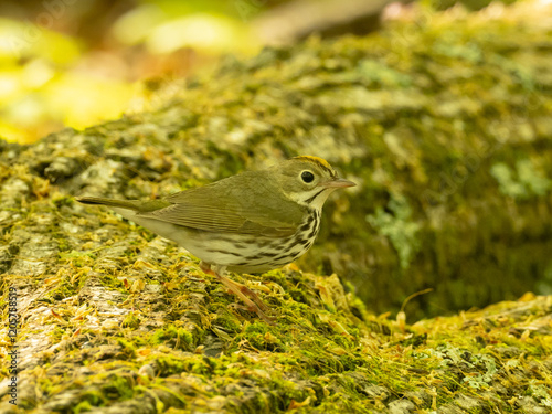 An Ovenbird perched on a mossy log in sun-dappled woodland photo