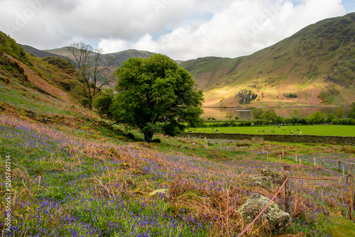 Bluebell fields of Rannerdale Knotts, Buttermere in The Lake District, Cumbria, UK photo