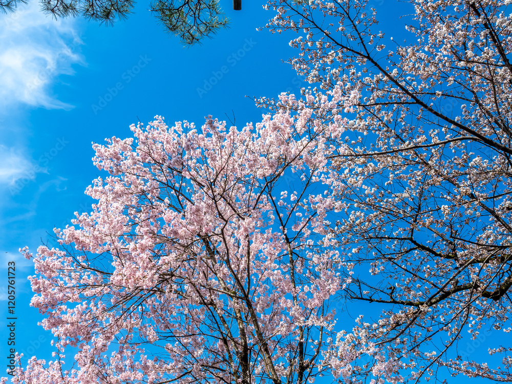 Full blooming cherry blossom tree, sakura blooming, in spring season all the town in Takayama, Japan, under clear blue sky Full blooming cherry blossom tree, sakura blooming, in spring season all the town in Takayama, Japan, under clear blue sky