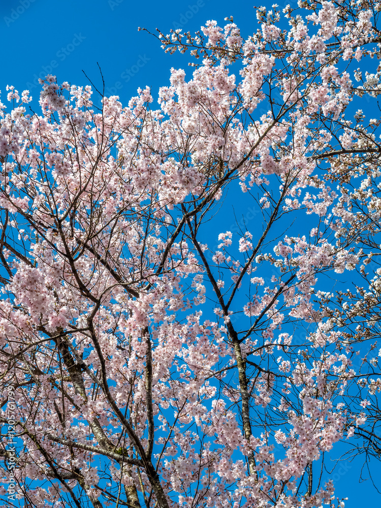 Full blooming cherry blossom tree, sakura blooming, in spring season all the town in Takayama, Japan, under clear blue sky Full blooming cherry blossom tree, sakura blooming, in spring season all the town in Takayama, Japan, under clear blue sky
