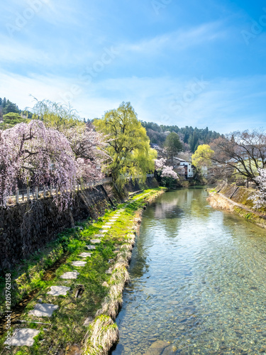 Full blooming cherry blossom tree, sakura blooming, in spring season all the town in Takayama, Japan, under clear blue sky