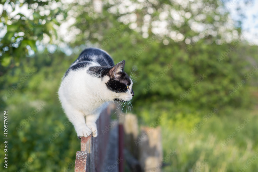 Obraz premium Domestic cat sitting on a fence post and looks into the distance