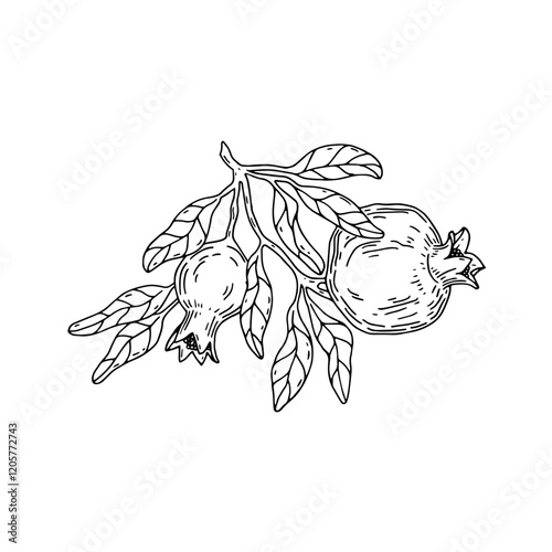 Hand drawn sketch illustration of pomegranate fruit on a branch with leaves. Isolated on a white background.