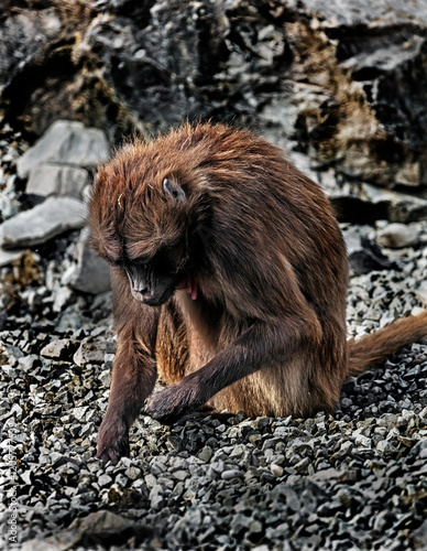 Gelada baboon female on the stones. Latin name - Theropithecus gelada photo