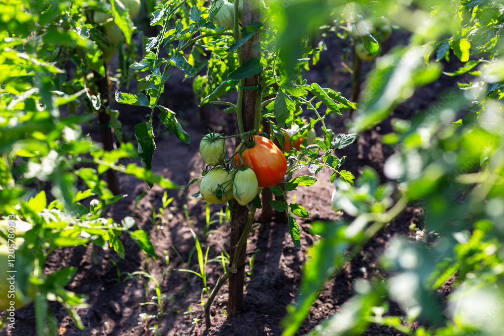 Φωτογραφία Fresh tomatoes in lush vegetable garden setting with vibrant greenery, representing organic farming, natural growth and beauty of homegrown produce