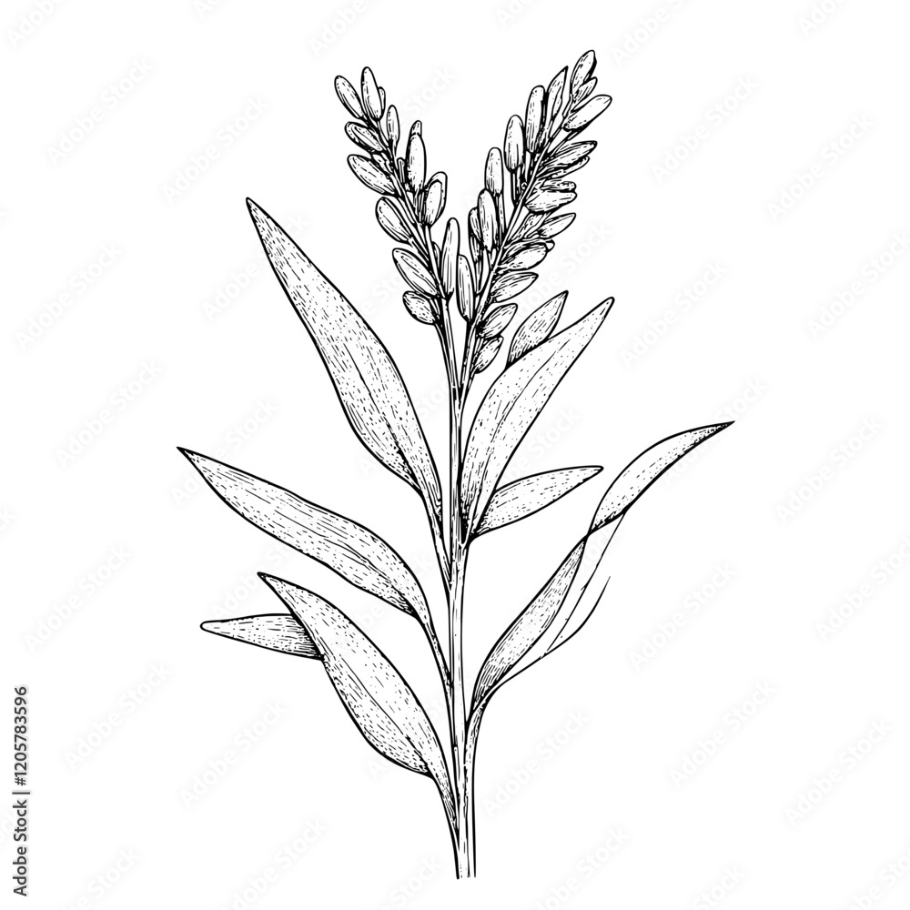 Fototapeta premium A black and white sketch features a flowering plant with long, slender leaves and multiple blooms