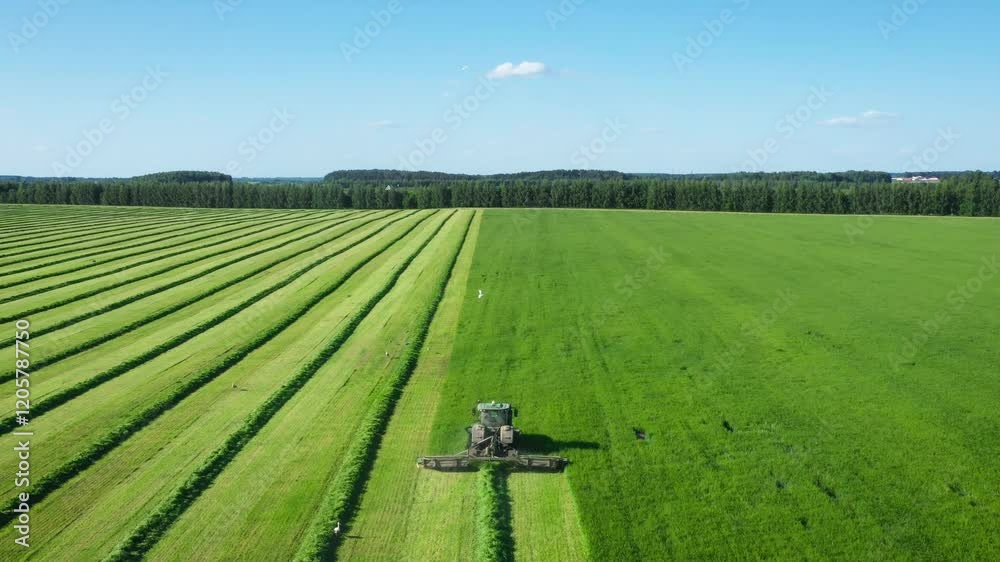 Green tractor is cutting hay in field, creating straight lines of freshly cut grass against lush green field and clear blue sky. Harvesting of fodder grasses for livestock. Agro business. Aerial view