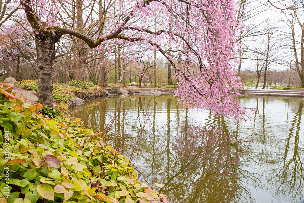 park lake with blooming japanese cherry tree, Westpark munich at springtime in april park lake with blooming japanese cherry tree, Westpark munich at springtime in april