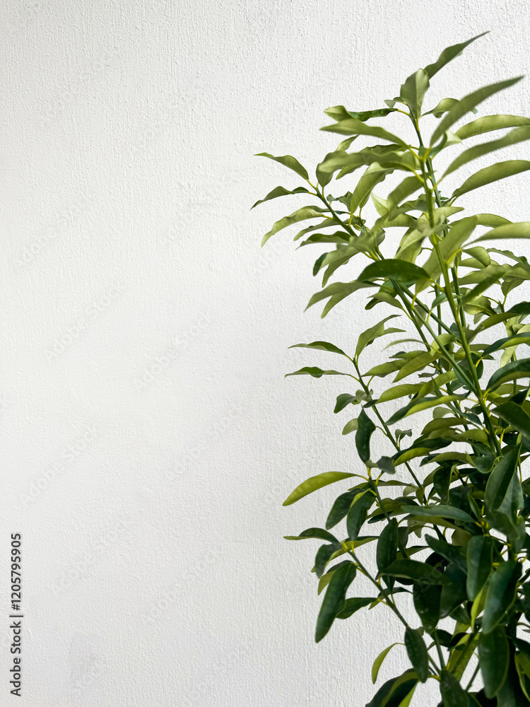 Obraz premium Lush green plant against a textured white background in a bright indoor setting