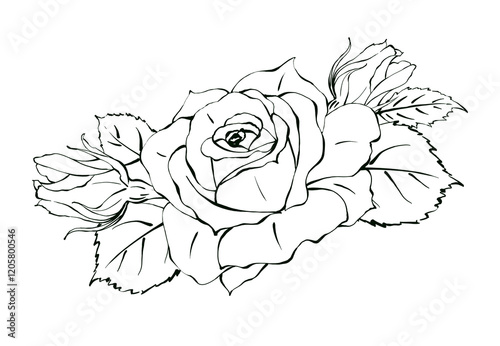 Elegant Rose hand drawn illustration in Line Art. Floral Design in black and white in minimalist style for logo, label, print, poster. Isolated