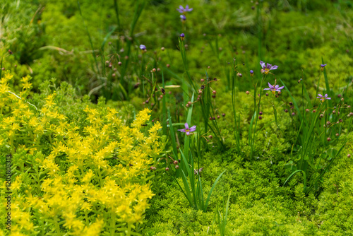 黄色いセダムと紫の小花が咲く草地 photo