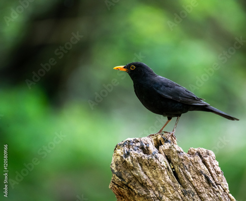 blackbird on a tree stump
