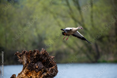 Egyptian Goose duck in flight