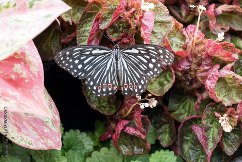 A red ring skirt (Hestina assimilis formosana) butterfly. photo