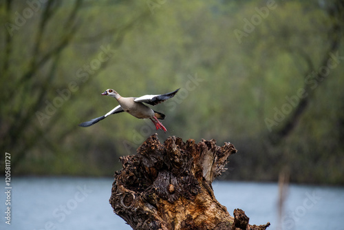 Egyptian Goose duck in flight