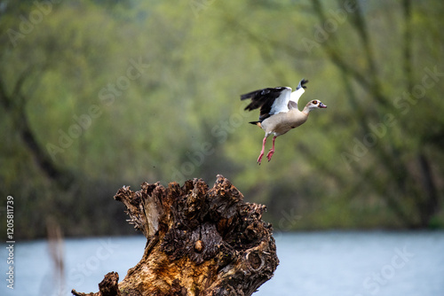 Egyptian Goose duck in flight