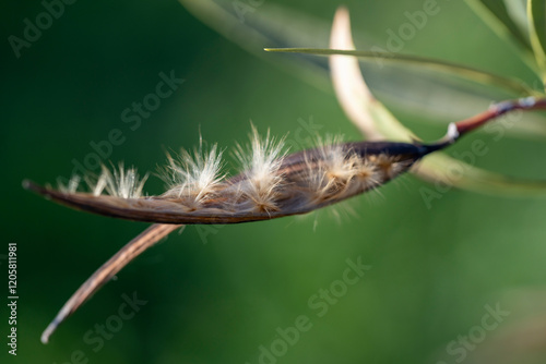 Akènes de laurier rose en hiver