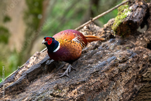 Pheasant male woodland grouse