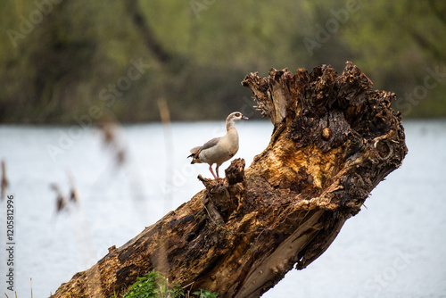 Egyptian Goose duck in flight