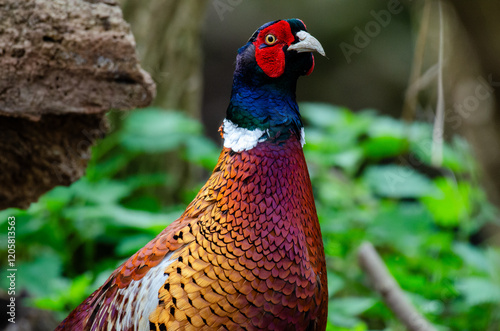 Pheasant male woodland grouse