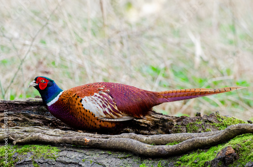 Pheasant male woodland grouse