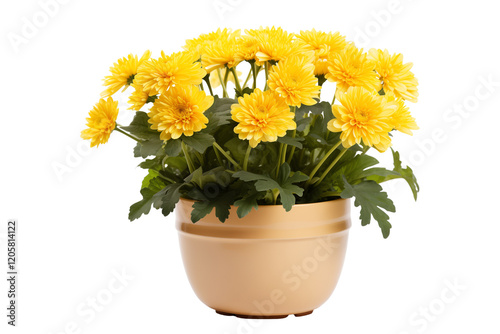 Yellow Chrysanthemum Flower Pot, Isolated on Transparent Background