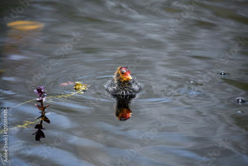 Coot chicks