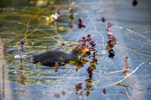 Coot chicks