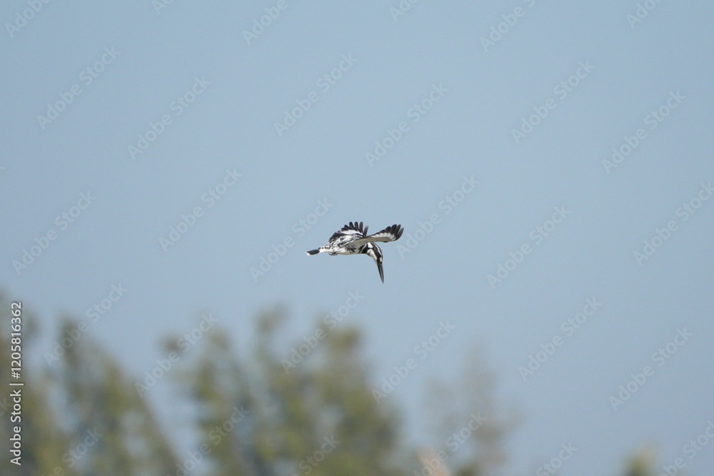 Kingfisher, living naturally in Thailand Kingfisher, living naturally in Thailand