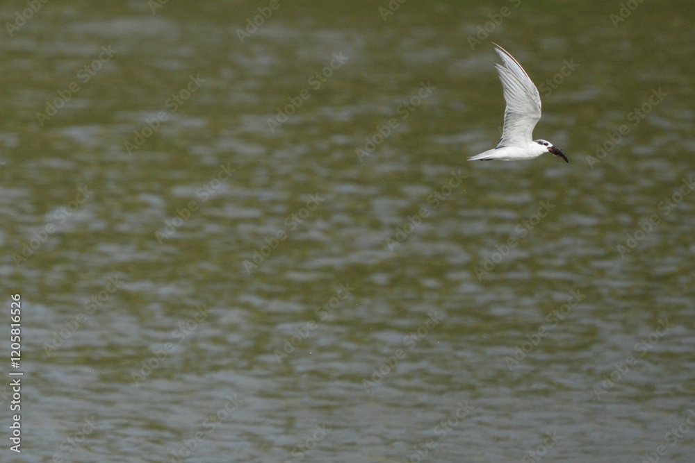 The seagull lives naturally in Thailand. The seagull lives naturally in Thailand.