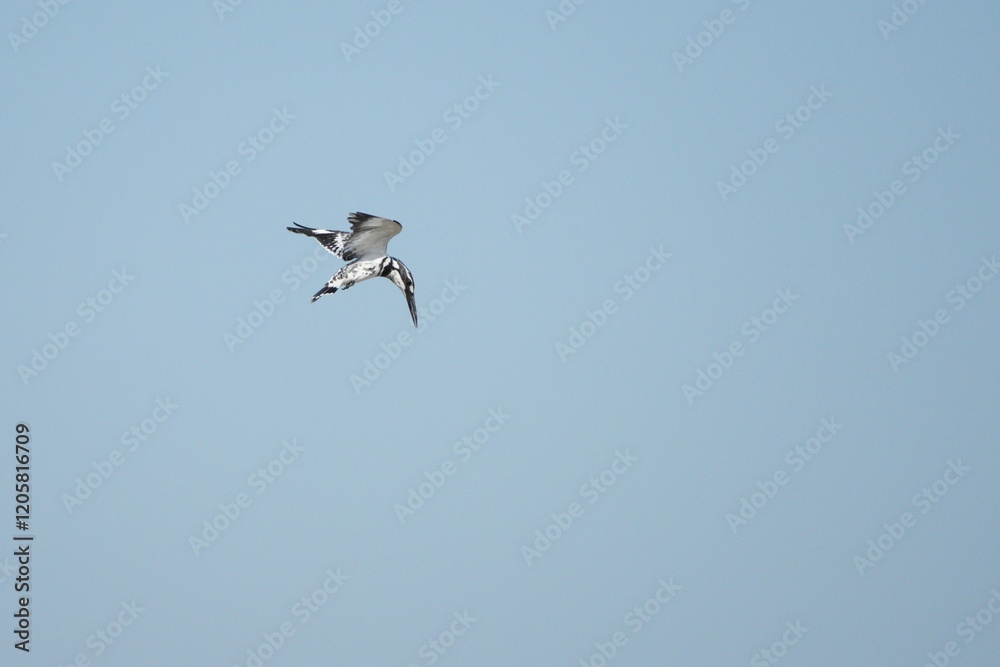 Kingfisher, living naturally in Thailand Kingfisher, living naturally in Thailand