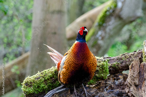 Pheasant male woodland grouse