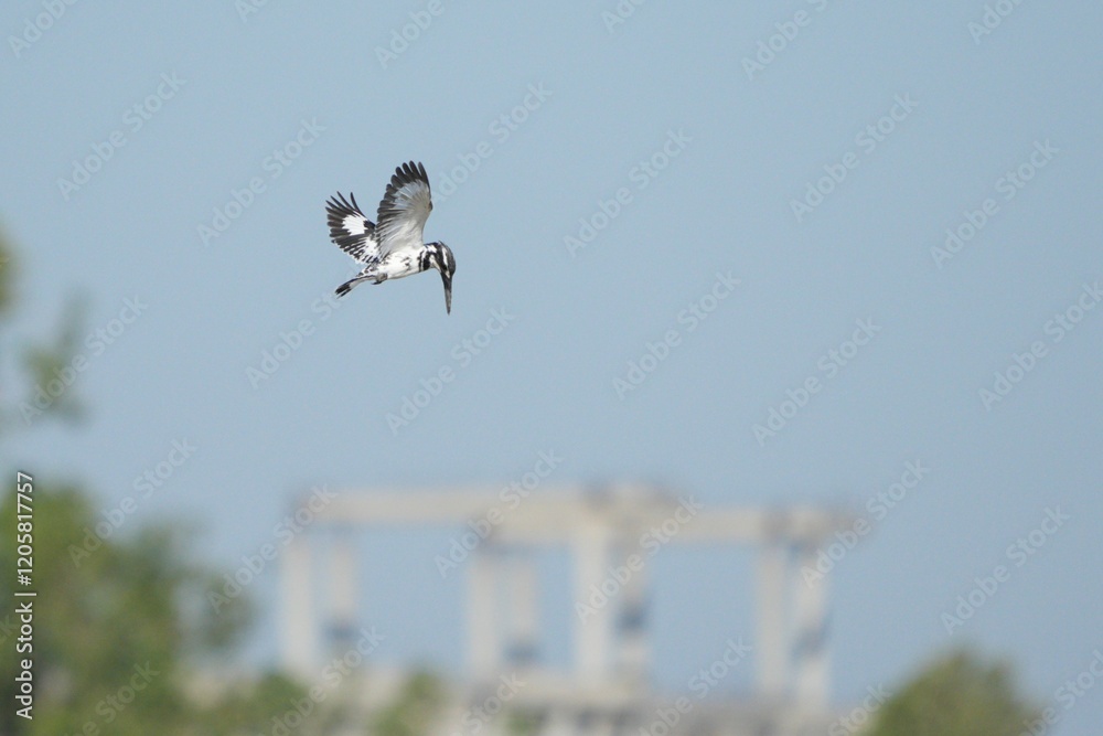Kingfisher, living naturally in Thailand Kingfisher, living naturally in Thailand