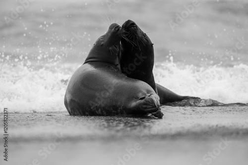 Seal Horsey Gap Seals Norwich