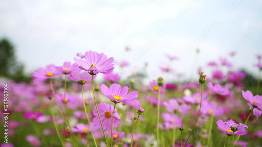 Pink cosmos or Mexican aster flowers blooming in garden with light wind blowing outdoor and blurred background. Close up. Pink cosmos or Mexican aster flowers blooming in garden with light wind blowing outdoor and blurred background. Close up.