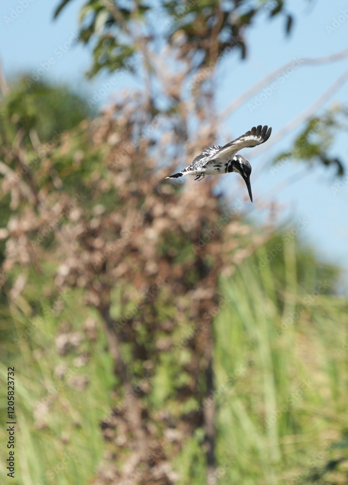 Fototapeta premium Kingfisher, living naturally in Thailand