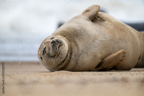 Seal Horsey Gap Seals Norwich