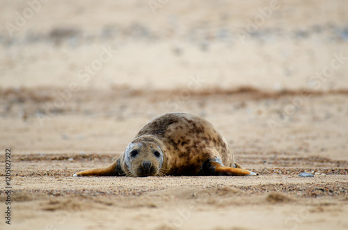 Seal Horsey Gap Seals Norwich