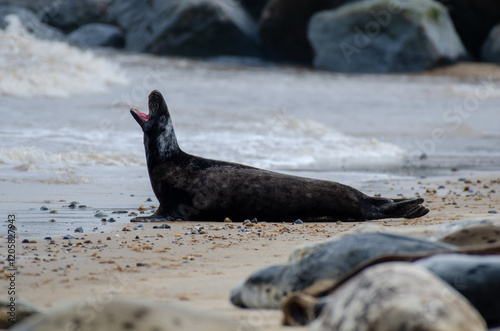 Seal Horsey Gap Seals Norwich